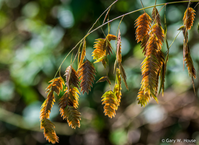 Обои картинки фото природа, макро, семена