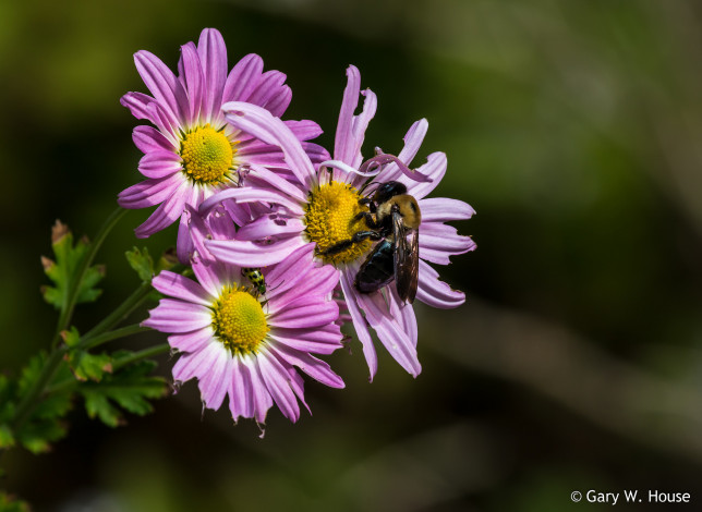 Обои картинки фото цветы, хризантемы, хризантема