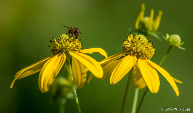 Обои картинки фото цветы, луговые , полевые,  цветы, жёлтые