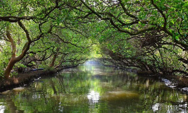 Обои картинки фото природа, реки, озера, река, лес