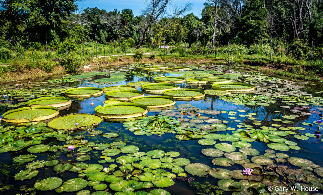 Обои картинки фото природа, реки, озера, пруд