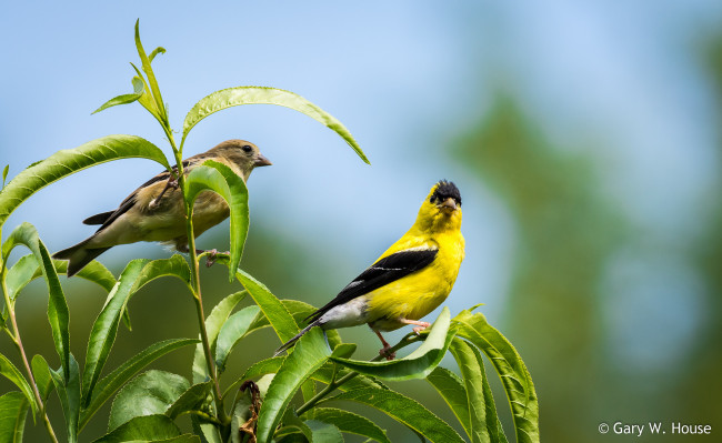 Обои картинки фото животные, птицы, птичка