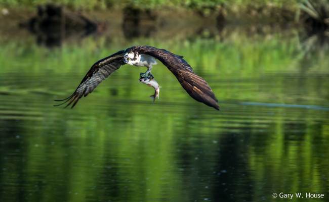 Обои картинки фото животные, птицы - хищники, охота