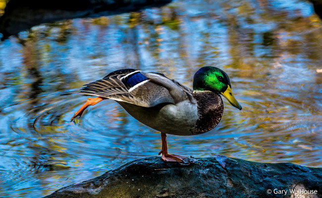 Обои картинки фото животные, утки, утак