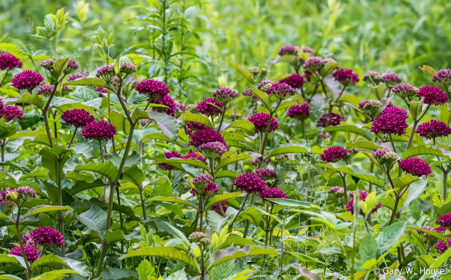 Обои картинки фото цветы