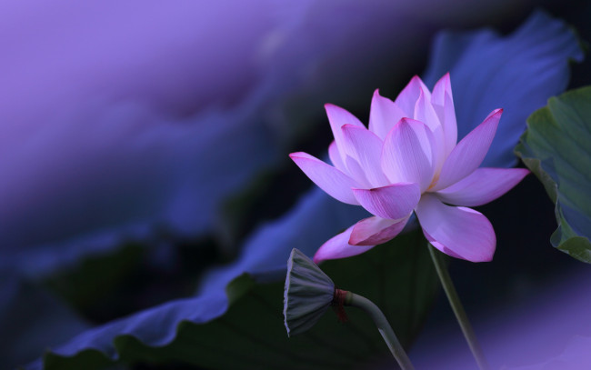 Обои картинки фото цветы, лотосы, фон, лепестки, листья, цветок, розовый, размытый, лотос, стебель, коробочка, сиреневый, бутон, композиция