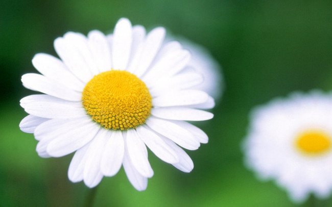 Обои картинки фото цветы, ромашки, белые