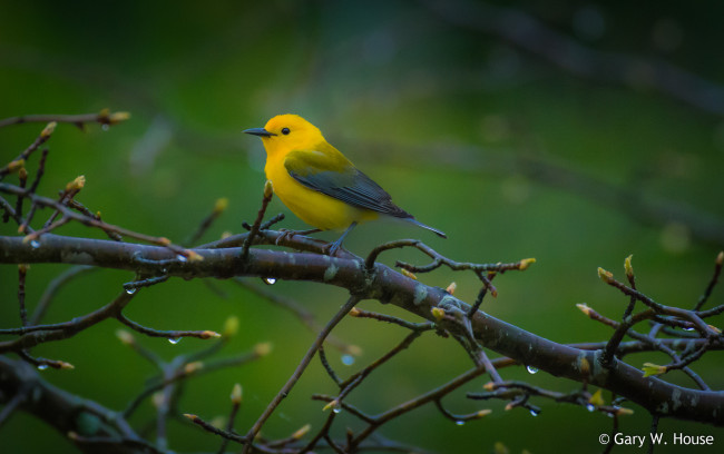 Обои картинки фото животные, птицы, птичка