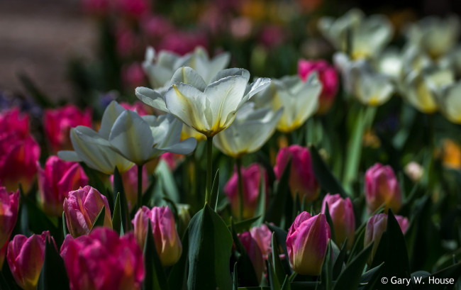 Обои картинки фото цветы, тюльпаны