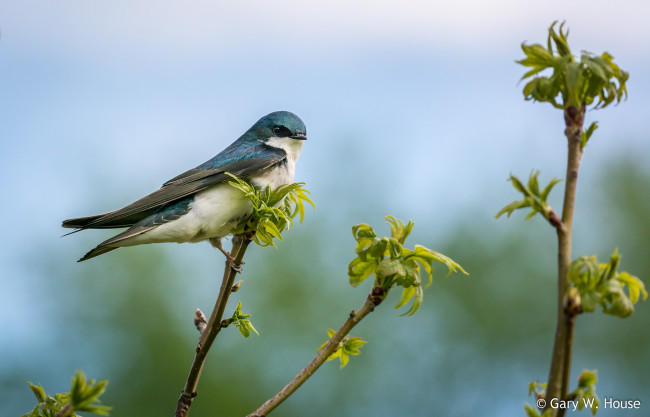 Обои картинки фото животные, ласточки, птичка
