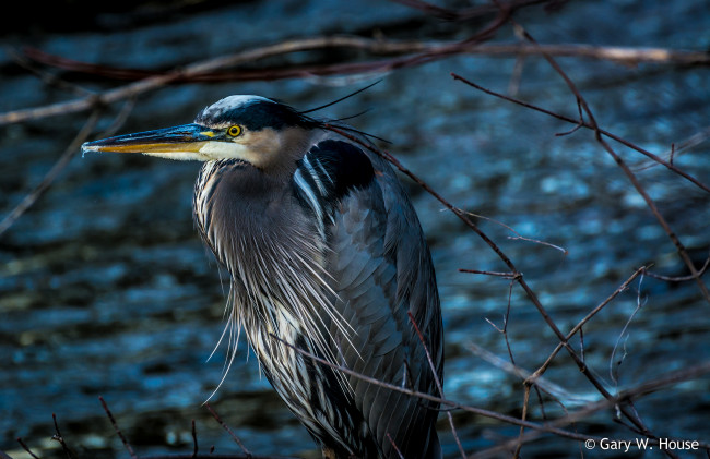 Обои картинки фото животные, цапли,  выпи, цапля