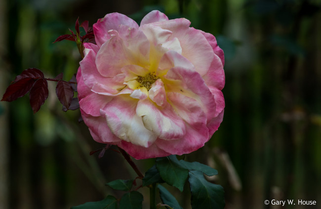 Обои картинки фото цветы, розы, роза