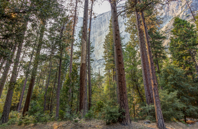 Обои картинки фото природа, лес, простор