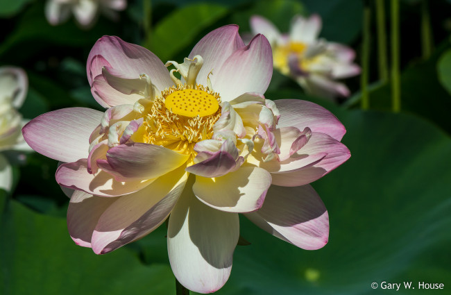 Обои картинки фото цветы, лотосы, лотос