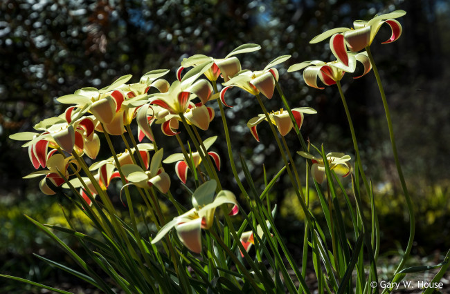 Обои картинки фото цветы, тюльпаны