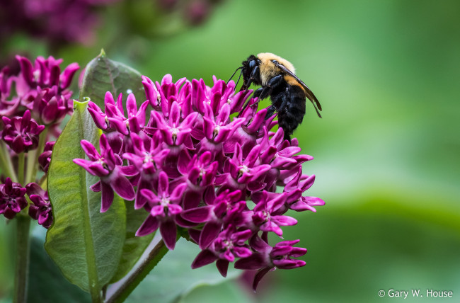 Обои картинки фото цветы, макро