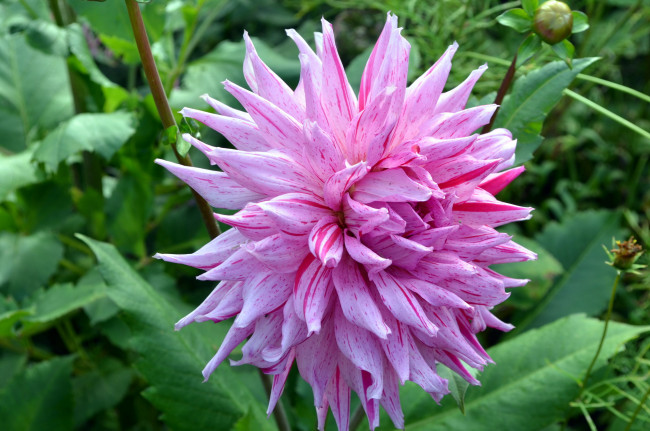 Обои картинки фото цветы, георгины, пестрый