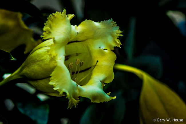 Обои картинки фото цветы, жёлтый