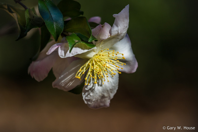 Обои картинки фото цветы, камелии, камелия