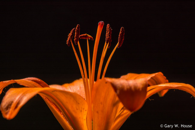 Обои картинки фото цветы, лилии,  лилейники, лилия