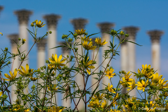 Обои картинки фото цветы, луговые , полевые,  цветы, жёлтые