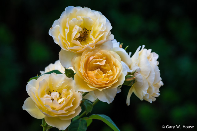 Обои картинки фото цветы, розы