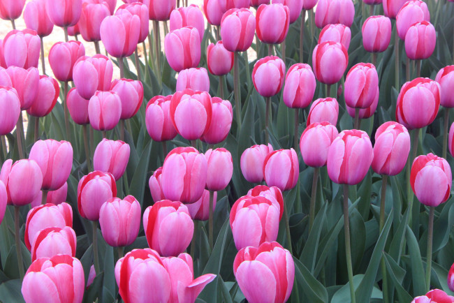 Обои картинки фото цветы, тюльпаны, сад, природа, листья, луг, лепестки, тюльпан