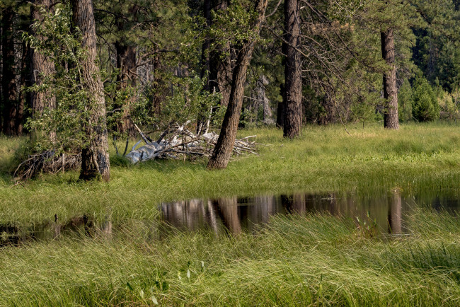 Обои картинки фото природа, лес, простор