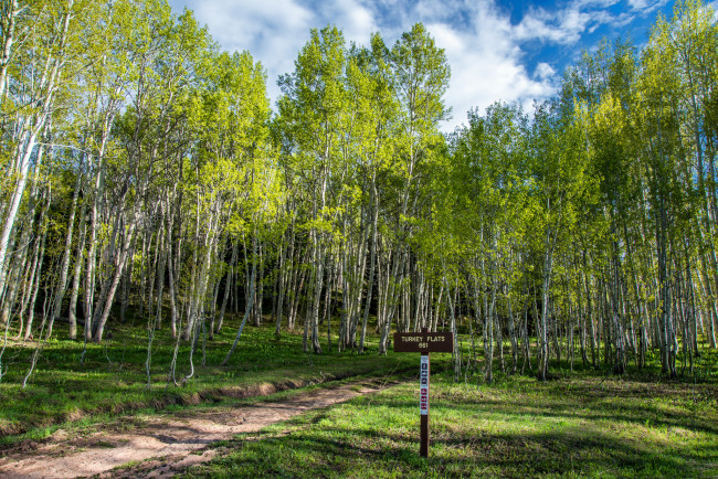 Обои картинки фото природа, лес, простор