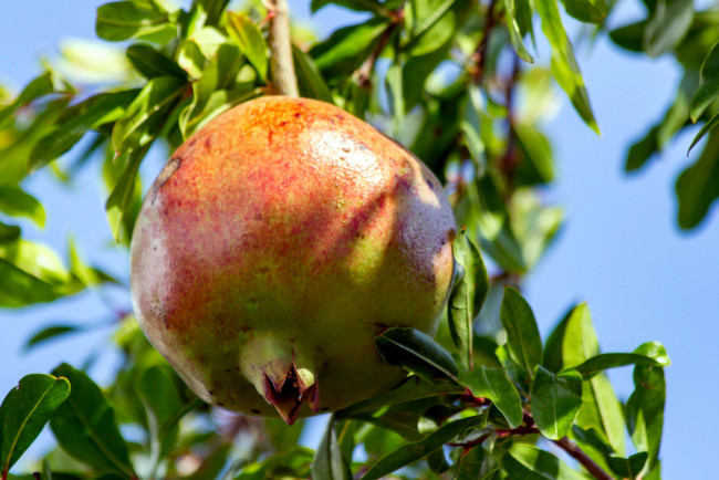 Обои картинки фото природа, плоды, гранат