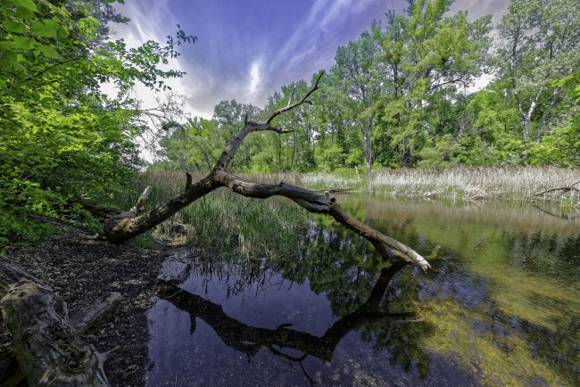 Обои картинки фото природа, реки, озера, река, лес