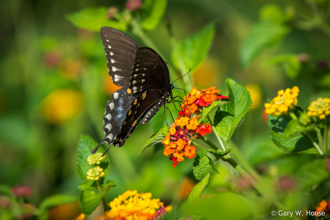 Обои картинки фото животные, бабочки,  мотыльки,  моли, бабочка