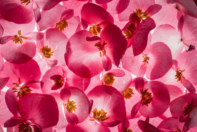 Обои картинки фото цветы, кизил