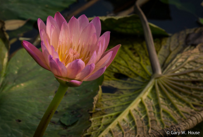 Обои картинки фото цветы, лилии водяные,  нимфеи,  кувшинки, цветок