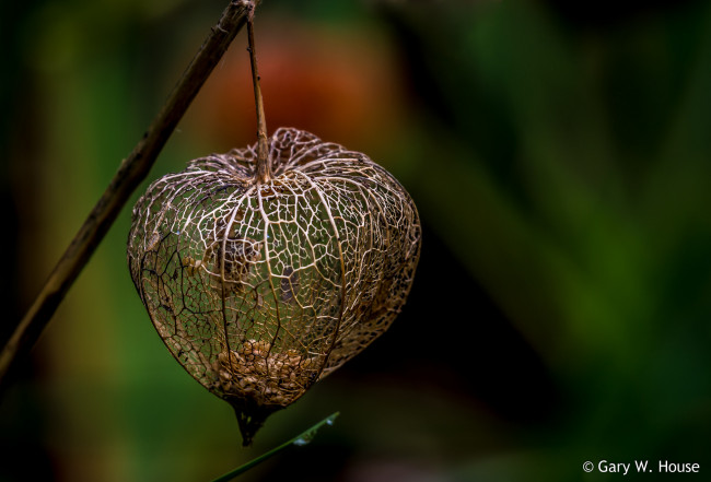 Обои картинки фото природа, макро