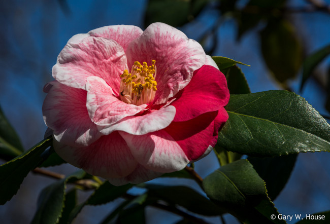 Обои картинки фото цветы, камелии, камелия