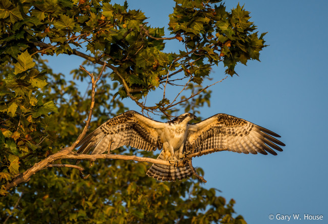 Обои картинки фото животные, птицы - хищники, хищник