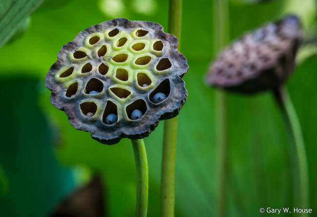 Обои картинки фото природа, макро, семена