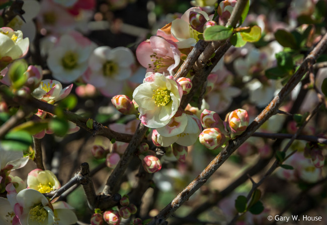 Обои картинки фото цветы, айва, китайская