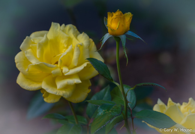 Обои картинки фото цветы, розы