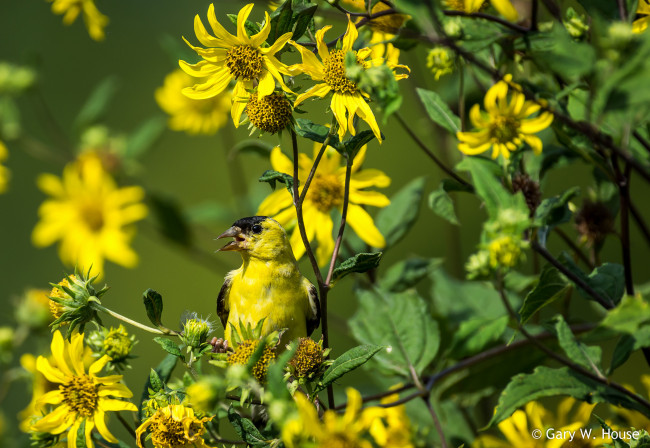 Обои картинки фото животные, птицы, птичка