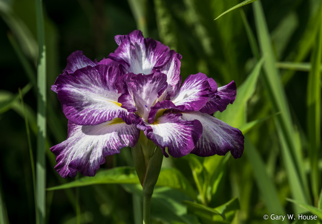 Обои картинки фото цветы, ирисы, ирис