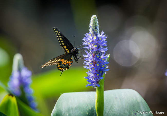 Обои картинки фото животные, бабочки,  мотыльки,  моли, бабочка