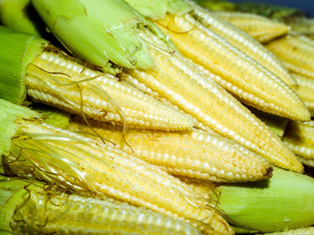 Обои картинки фото еда, кукуруза, початки