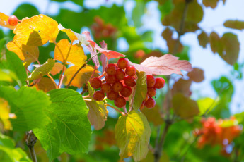 обоя природа, ягоды,  калина, калина