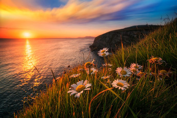 Картинка разное компьютерный+дизайн закат море горы трава ромашки