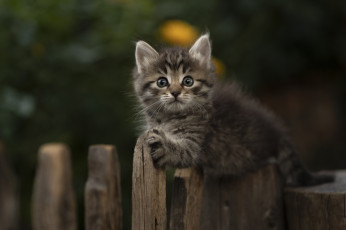 Картинка животные коты кот кошка