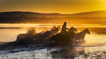 Картинка мужчины -unsort всадник лошади закат табун озеро