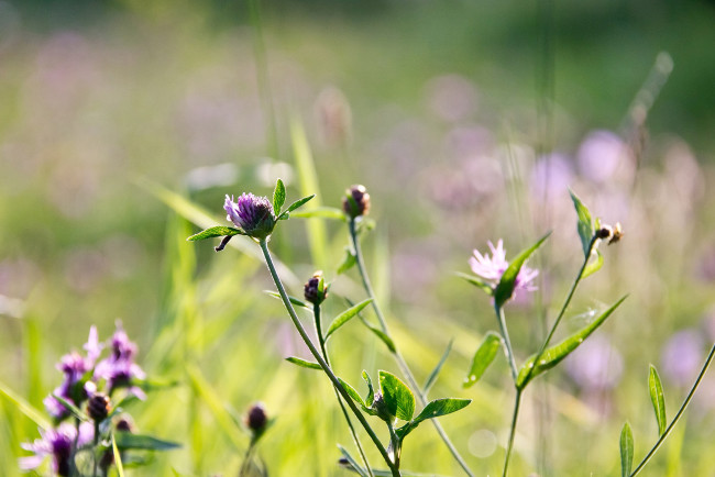 Обои картинки фото цветы, луговые , полевые,  цветы, луг