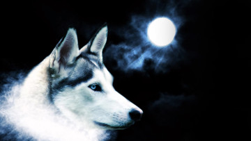 Картинка разное компьютерный+дизайн волк